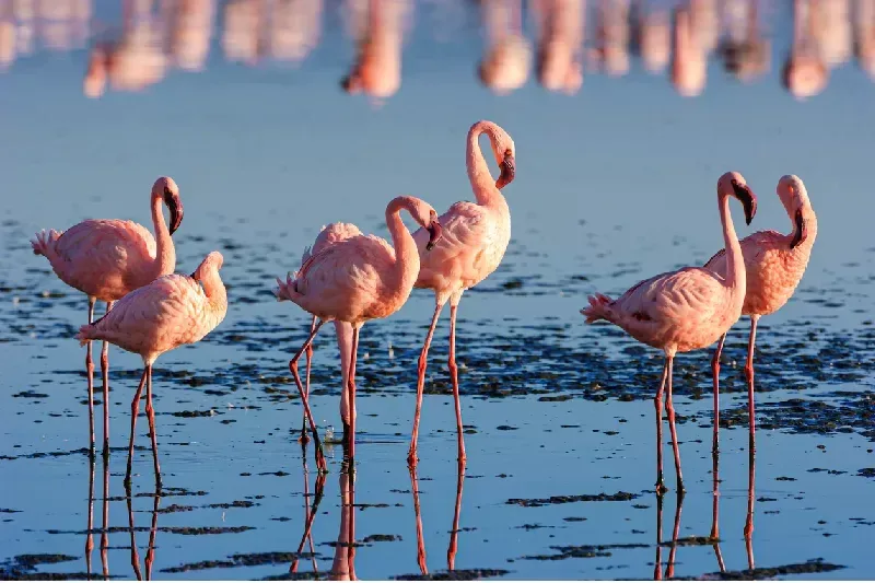 Unforgettable Kenya Safari Tour